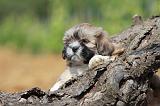 LHASSA APSO 100